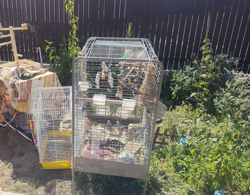 Pompierii au salvat mai multe animale și păsări dintr-o locuință cuprinsă de flăcări. O pisică a primit oxigen, fiind intoxicată cu fum