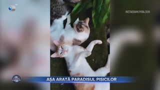 VIDEO - Paradisul pisicilor: o tânără a construit o vilă luxoasă pentru 100 de feline