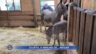 VIDEO - Un măgar sălbatic somalez a devenit vedeta unei grădini zoologice din Chile