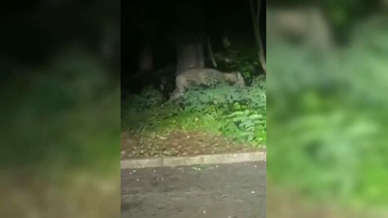 Leul din Berlin ar fi, de fapt, un mistreț. După două zile de căutări, alarma a fost ridicată