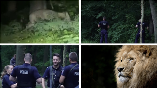Leul din Berlin ar fi, de fapt, un mistreț. După mai multe căutări, alarma a fost ridicată