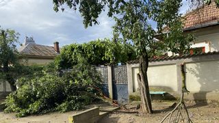 Copaci căzuți &icirc;n județul Dolj