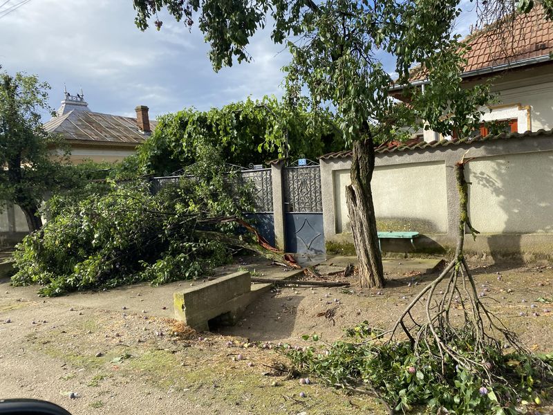 Copaci căzuți în județul Dolj