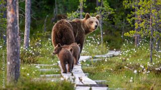 S&acirc;mbătă dimineață, &icirc;n Sinaia, o ursoaică și puiul ei au căzut &icirc;ntr-o fosă septică neacoperită a unui restaurant.
