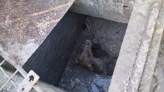 Ursoaica își ținea puiul pe creștet pentru a supravieți, după ce au căzut într-o fosă septică neacoperită a unui restaurant