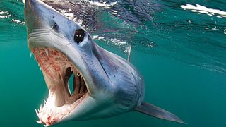 "Rechin Mako furios!" Momente de panică, după o luptă directă cu ucigașul din mare - VIDEO