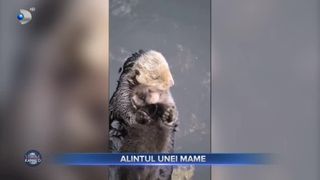  Imaginea zilei pe internet: o vidră a topit inimile internauților