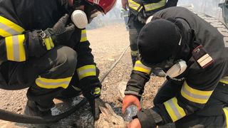 Pompierii au salvat mai multe animale din zonă