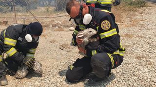 Echipajul de pompieri salvează animalele din calea flăcărilor
