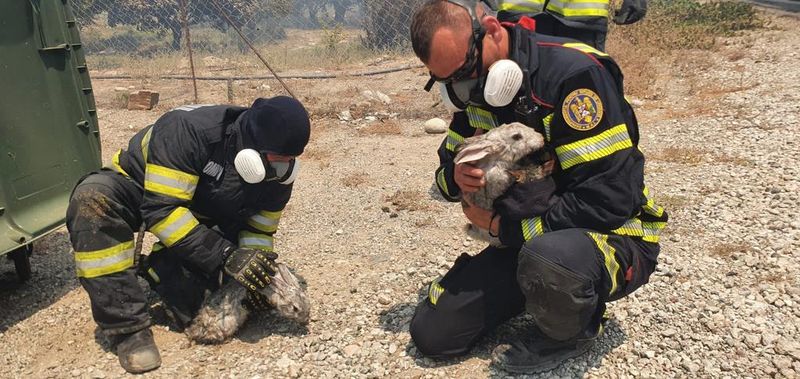 Echipajul de pompieri salvează animalele din calea flăcărilor