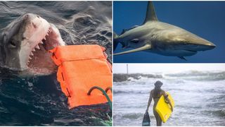 De ce culori pot fi atrași rechinii? /Cercetător: &rdquo;Piloții au fost atacați de rechini, aparent pentru că purtau costume portocalii, &icirc;n timp ce oamenii &icirc;n costume verzi au fost lăsați &icirc;n pace&rdquo;