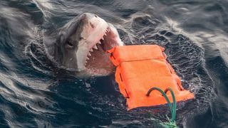 Se crede că mușcăturile ar putea fi rezultatul unei confuzii de identitate.