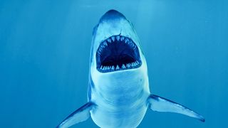 Sam Gruber, un important cercetător &icirc;n domeniul rechinilor, a fost unul dintre oamenii de știință care au pus sub microscop vederea rechinilor.