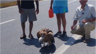 Vultur slăbit, găsit de șoferi pe străzile din Grecia