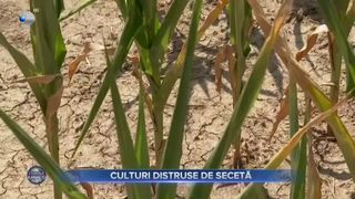 Culturi distruse de secetă