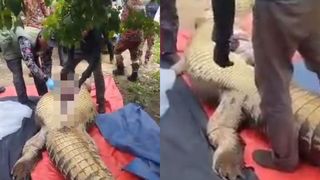 Trupul ne&icirc;nsuflețit al unui bărbat a fost găsit &icirc;n burta unui crocodil de&nbsp;peste&nbsp;4&nbsp;metri şi 800 de kilograme: Era dat dispărut de familie. Descoperire macabră &icirc;n Malaezia