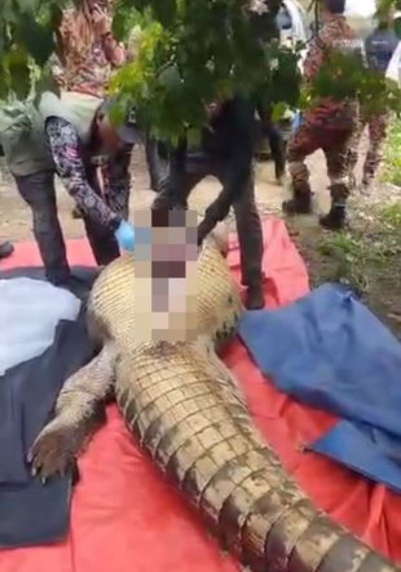 Trupul neînsuflețit al unui bărbat a fost găsit în burta unui crocodil de peste 4 metri şi 800 de kilograme: Era dat dispărut de familie. Descoperire macabră în Malaezia