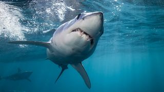 Rechinul Mako ”a cucerit” apele din Grecia. Ucigașul înoată între două insule iubite de români. "De fapt, apele sunt ale lui"