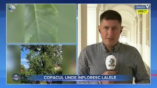 VIDEO - Orașul din Bihor unde lalelele cresc &icirc;n copac.  Arborele Tulipan a fost plantat &icirc;n curtea bisericii &bdquo;Sfinții Apostoli Petru și Pavel&rdquo;