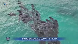 VIDEO - Comportament inexplicabil al mamiferelor: 50 de balene au eșuat pe o plajă din Australia