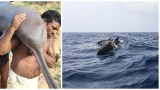 Pescar arestat pentru că a mâncat un delfin rar, după ce l-a prins "din greșeală”
