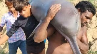 Suspecții au scos delfinul și l-au transportat &icirc;n casa lor, unde l-au gătit și l-au m&acirc;ncat.