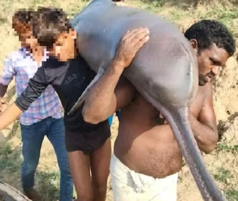 Suspecții au scos delfinul și l-au transportat în casa lor, unde l-au gătit și l-au mâncat.