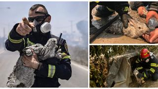 Pompierii români, eroi în Grecia: ”Animalele aveau blănița arsă, erau speriate, erau intoxicate cu fum”