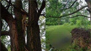 VIDEO - Doi frați dintr-o comună din Botoșani, găsiți fără suflare, unul peste altul, sub un copac. Aceștia au fost loviți de fulger. „Mama le-a spus să aibă grijă. Fulgera puternic”