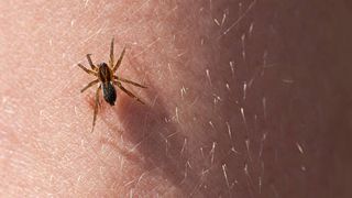 Ce să faci dacă te-a mușcat un paianjen? Este important să acționezi imediat