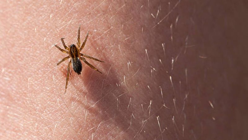 Ce să faci dacă te-a mușcat un paianjen? Este important să acționezi imediat