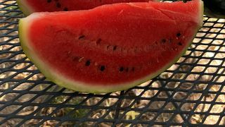 Pepenii de Dăbuleni, deliciul verii