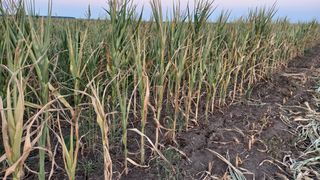 Fermierii se pl&acirc;ng de faptul că instalațiile de irigat costă foarte mult.