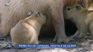 VIDEO - Noi animale la Grădina Zoologică din San Diego: Patru rozătoare capibara au devenit noile atracții