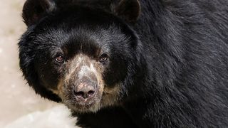 O altă femeie de 90 de ani a fost atacată de urs și a scăpat cu răni minore.