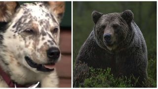 Ea este femeia care a lovit un urs cu pumnul în bot pentru a-l împiedica să-i ia câinele: "Era cu un metru mai înalt decât mine și venea spre mine”