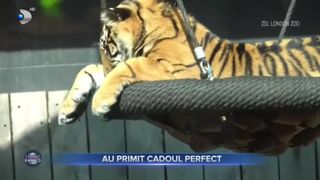 Au primit cadoul perfect