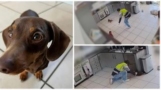 O cățelușă a fost găsită și s-a reîntors la stăpânii ei, după ce un hoț îmbrăcat în șofer de livrări a răpit-o