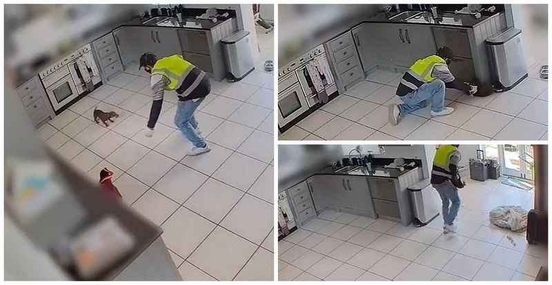 Hoțul a spart ușile de la terasă și a fugărit cățelul până la prins.