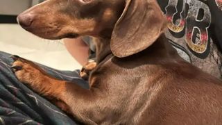 Twiglet - cățul răpit de pe terasă