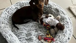 Twiglet - cățul răpit de pe terasă