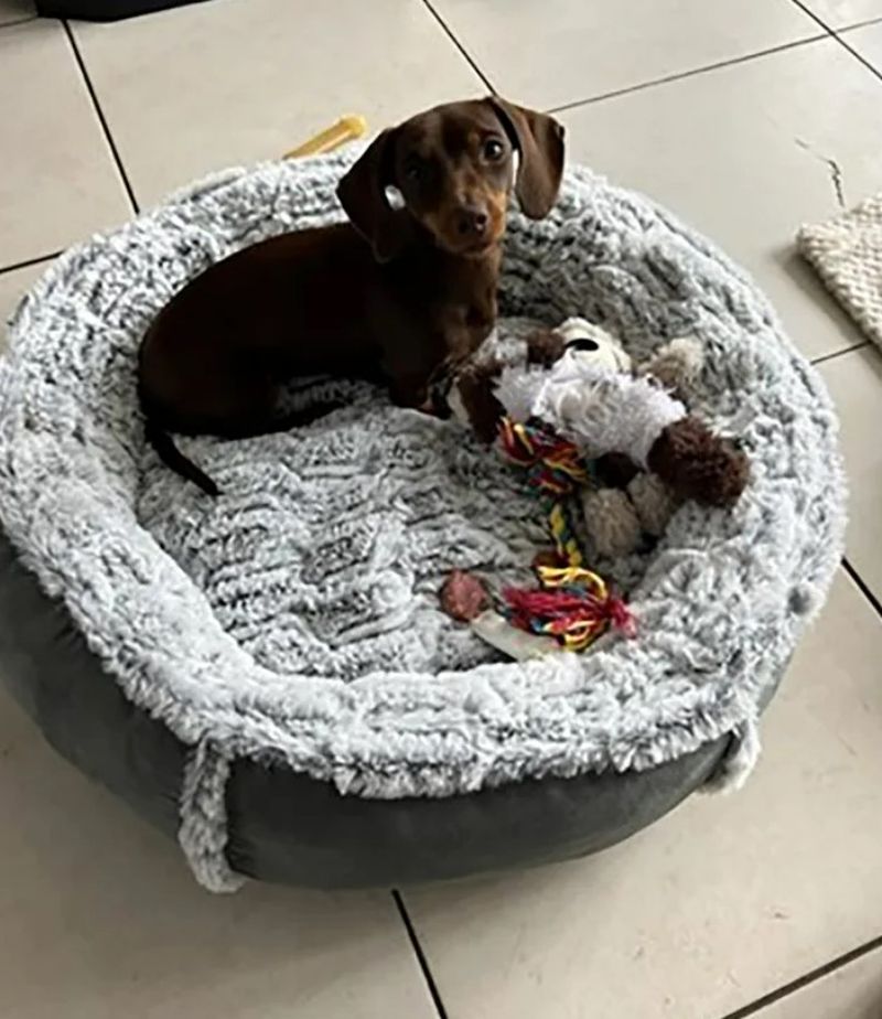 Twiglet - cățul răpit de pe terasă