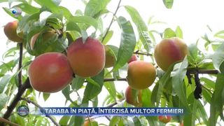 VIDEO - Taraba &icirc;n piață, interzisă multor fermieri