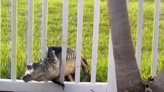 Un aligator s-a &bdquo;mutat&rdquo; &icirc;n curtea unui bărbat. Reptila Matilda și-a depus ouăle &icirc;n grădina sa: &bdquo;Mi s-a părut că arată ca un morman de frunze&rdquo;