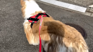 Japonezul a plătit 2 milioane de yeni pentru costumul de c&acirc;ine