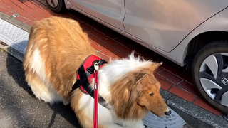 Visul suprem, să fie câine. Un japonez plătește să se transforme din om, în animal