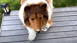 Japonezul s-a transformat &icirc;ntr-un Border Collie