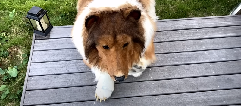 Japonezul s-a transformat într-un Border Collie