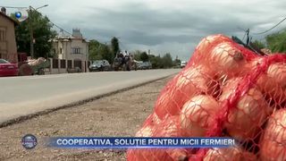 VIDEO - Cooperativa, soluție pentru micii fermieri