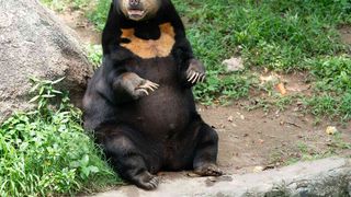 &bdquo;Plimbați ursul!&rdquo; Acuzații la adresa unei grădine zoo din China, după ce angajații s-ar fi deghizat &icirc;n urși
